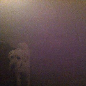 Dog in the Fog Album 