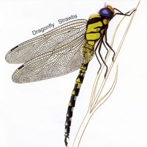 Strawbs Dragonfly, 1970