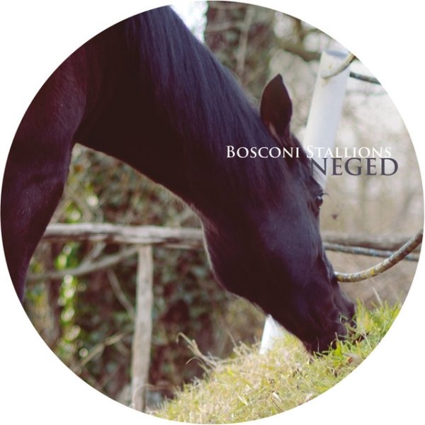 Bosconi Stallions - Neged Album 