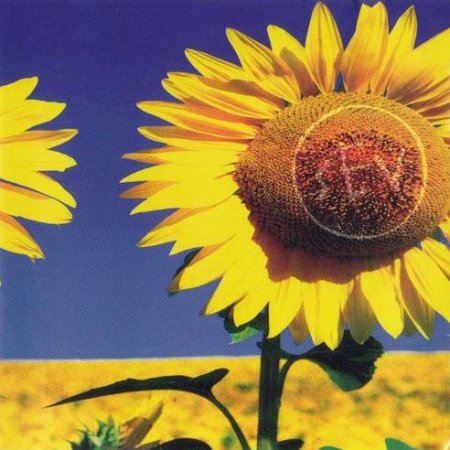 Sev Sunflower, 1996