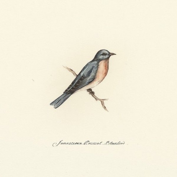 Bluebird Album 